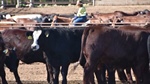 Numbers crunched on a cattle swap through the market plummet and rise