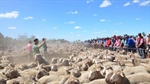 Sheepmeat market's sideways trajectory