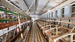 Walk-in ready dairy farm in northern Victoria on offer for $1.8m
