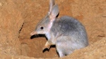 New plans to protect bilbies from extinction