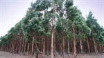 Blue gum fears grow on prime farmland in southwest Victorian dairy country