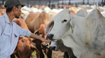 Indonesia: Australia's live cattle trade needs you to speak up