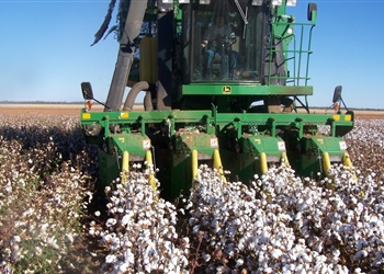 Picking Cotton