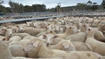 Report highlights Australian flock's genetic gain