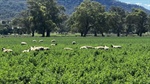 Wingarra: Step straight into a highly developed, drought-proof farm