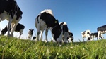 Dairy farmers' right to choose representation reaffirmed by minister