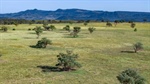 Cell grazing tablelands country on the market for $2200/acre