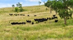 Kurrajong Hills delivers balanced breeding and backgrounding | Video