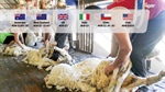 Making bank: How Aussie shearing rates rank against the rest of the world