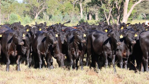 Well watered South West Queensland country delivers scale | Video