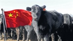 Is China's allure stronger than its challenges for Australian beef?