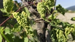 New varieties, best practice behind wine's future sustainability