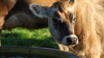 Heytesbury dairy farm water survey now open