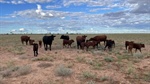 Scientists make moves on reducing methane in grazing systems