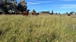 Sundown ideally suited to breeding and fattening cattle