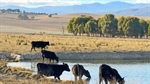 Family decides to auction their Upper Murray farm after 170 years