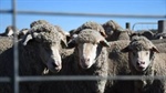 Legislation to ban live sheep exports hits the House, Senate inquiry showdown looms