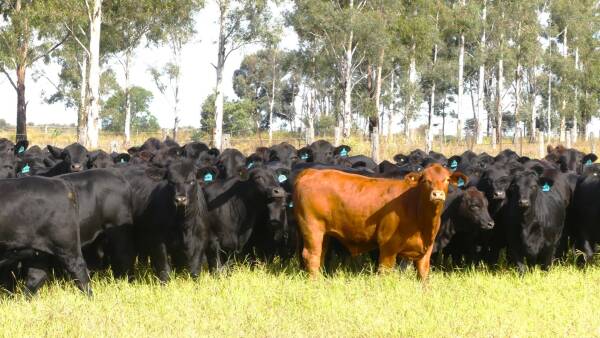 Superb Condamine River country for 400 adult cattle equivalents