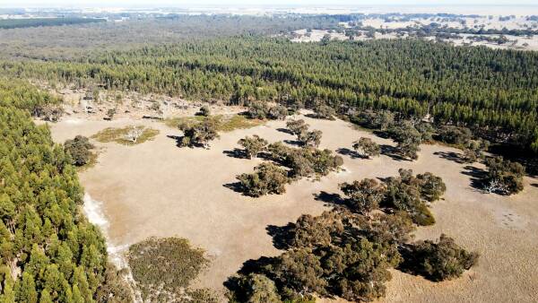 Lucindale farms are hot property but are blue gums the spoiler
