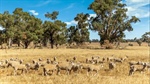 Strong selling price for central Victorian farmland