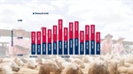 Sheep yardings going strong
