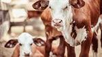 Cattle producers signal plans for more calves on the ground: MLA intentions survey