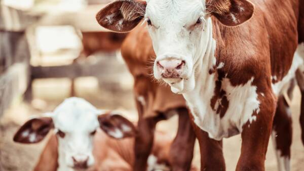 Cattle producers signal plans for more calves on the ground: MLA intentions survey