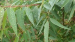 By gum, this could naturally be the next big thing in pesticides