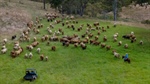 The risk to the cattle market right now that outweighs heavier supply