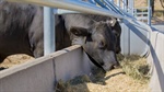 Argus to launch new beef cuts price; flags southern and Wagyu feeder indicators