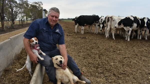Victorian dairy industry at risk under Basin Plan buybacks says the UDV