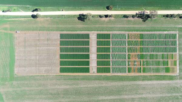 New biofungicide offers non chemical option