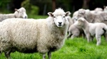 New Zealand's farmland prices take a dive