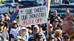 "Devastating": Live sheep trade ban bill passes Senate, ends industry