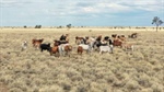 Highly productive exclusion fenced breeding and fattening country