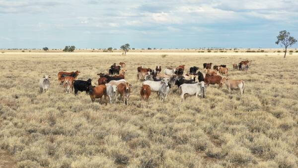 Highly productive exclusion fenced breeding and fattening country