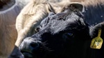 Fourth US dairy worker tests positive for bird flu