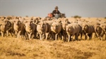 AWI releases Woolmark + roadmap for a nature positive industry