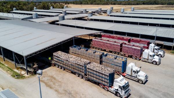 Live sheep export figures drop attributed to geopolitical tensions, not lack of demand