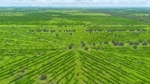 Beef powerhouse driven by high-performance pastures and leucaena | Video