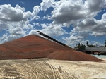 ‘Exceptional’ sorghum harvest wraps up on Downs