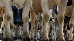 Safe disposal of dead stock on-farm critical to minimise biosecurity risks