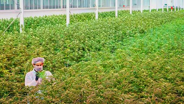 Struggling Mildura medicinal cannabis grower strikes a major retail deal