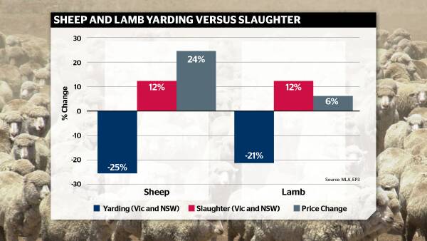 Tightening sheep market: What do smaller yardings and higher slaughter volumes really mean?