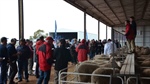 Lamb price fluctuations continue as season results in 'two-speed market'