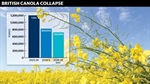 Canola producers get positive market signals as key competitors fall away