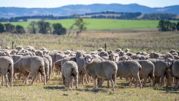 Waterloo Plains a property well suited to cattle, sheep and wool production