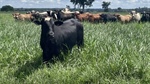 Brazil's lean commodity beef hitting the mark in massive Chinese market