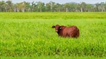 New-Eden presented with highly productive coastal hill, floodplain country