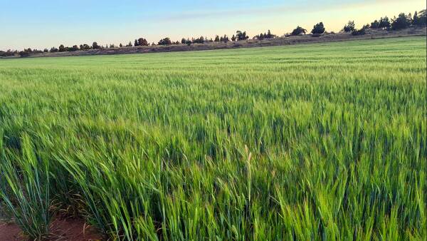 Kimba cropping and grazing property changes hands after $1.1m listing